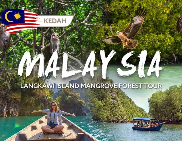 A Day Tour Of Langkawi's Mangrove Forest