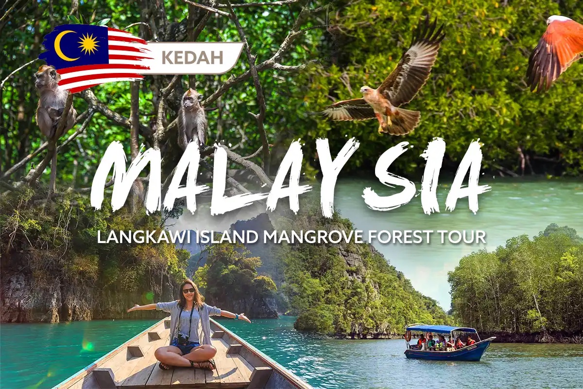 A Day Tour Of Langkawi's Mangrove Forest