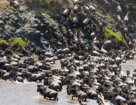 Discovering Kenya’s Great Migration: A Year-Round Phenomenon